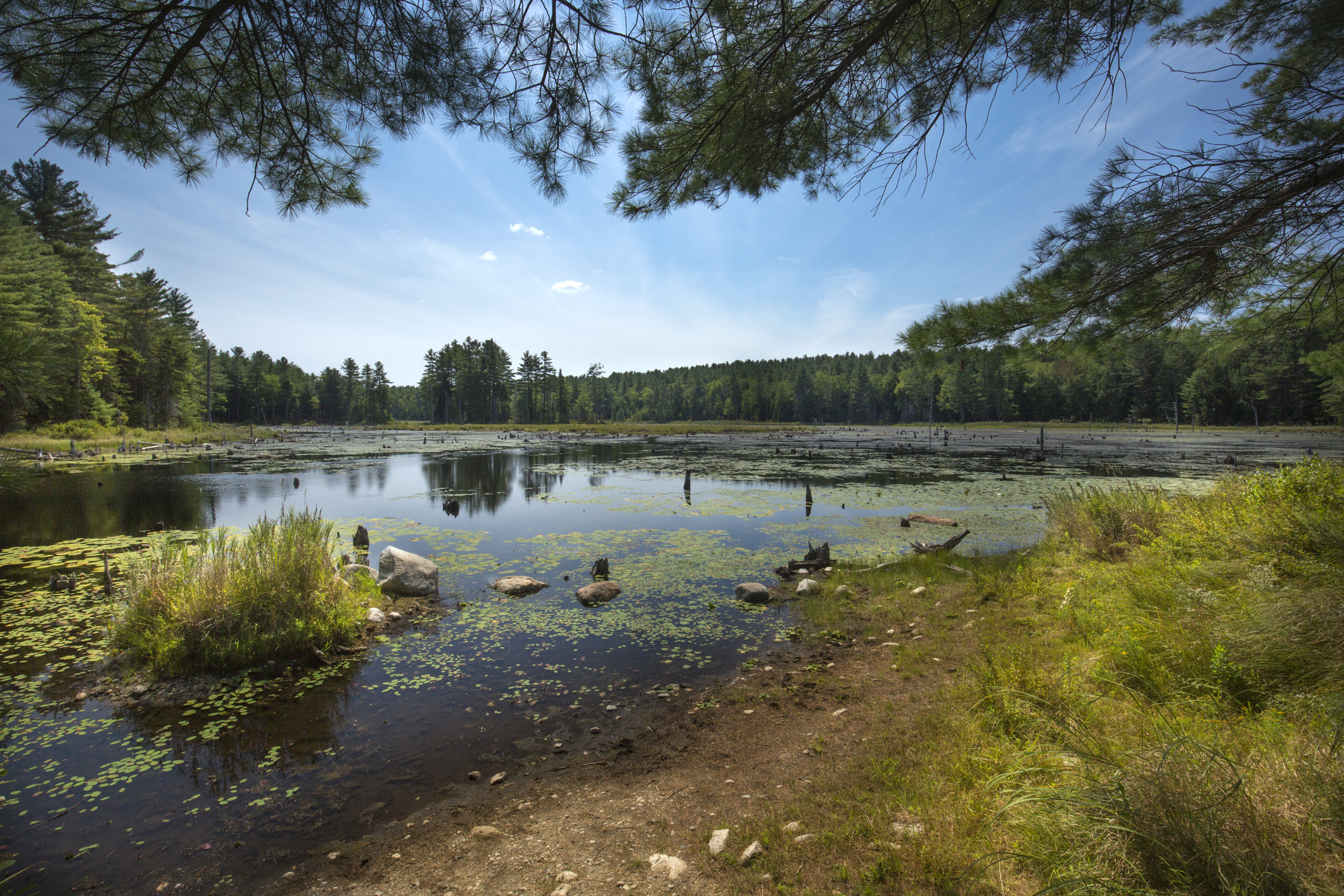 Unraveling the Newly Adopted NHDES Wetland Rules | Professional ...