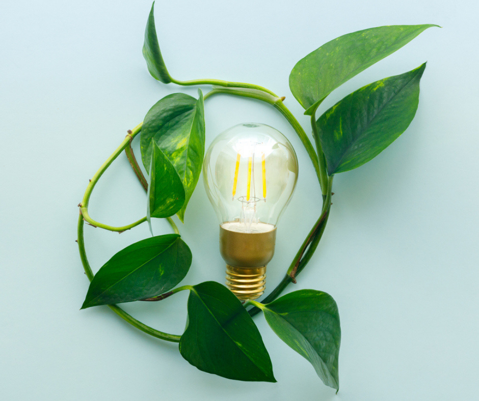 Leaves encircling a bulb, ecological system