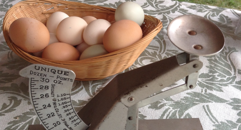 eggs at stratham fair