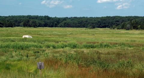 Essex Marsh