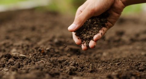Hand holding soil