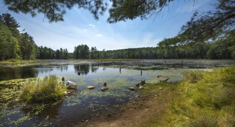 wetlands