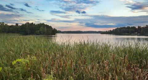wetland sunset