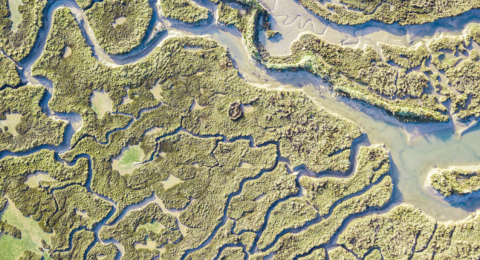 Wetland aerial view