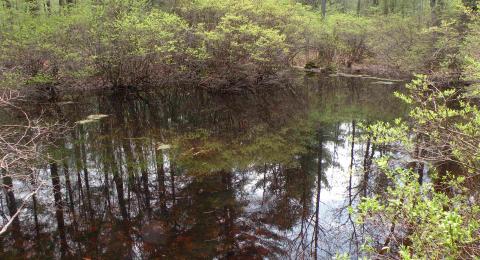 Vernal Pool
