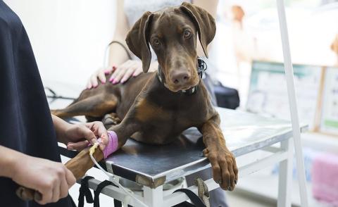 Dog at the vet having treatment