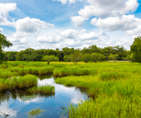 wetland