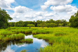 Wetlands