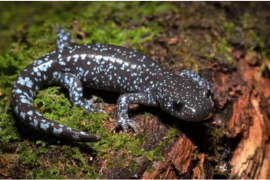 2025 State Wildlife Action Plan