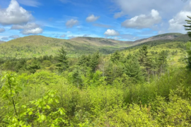 10 years of Adaptive Silviculture for Climate Change Research at the Second College Grant
