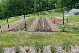Fertility for Cut Flowers